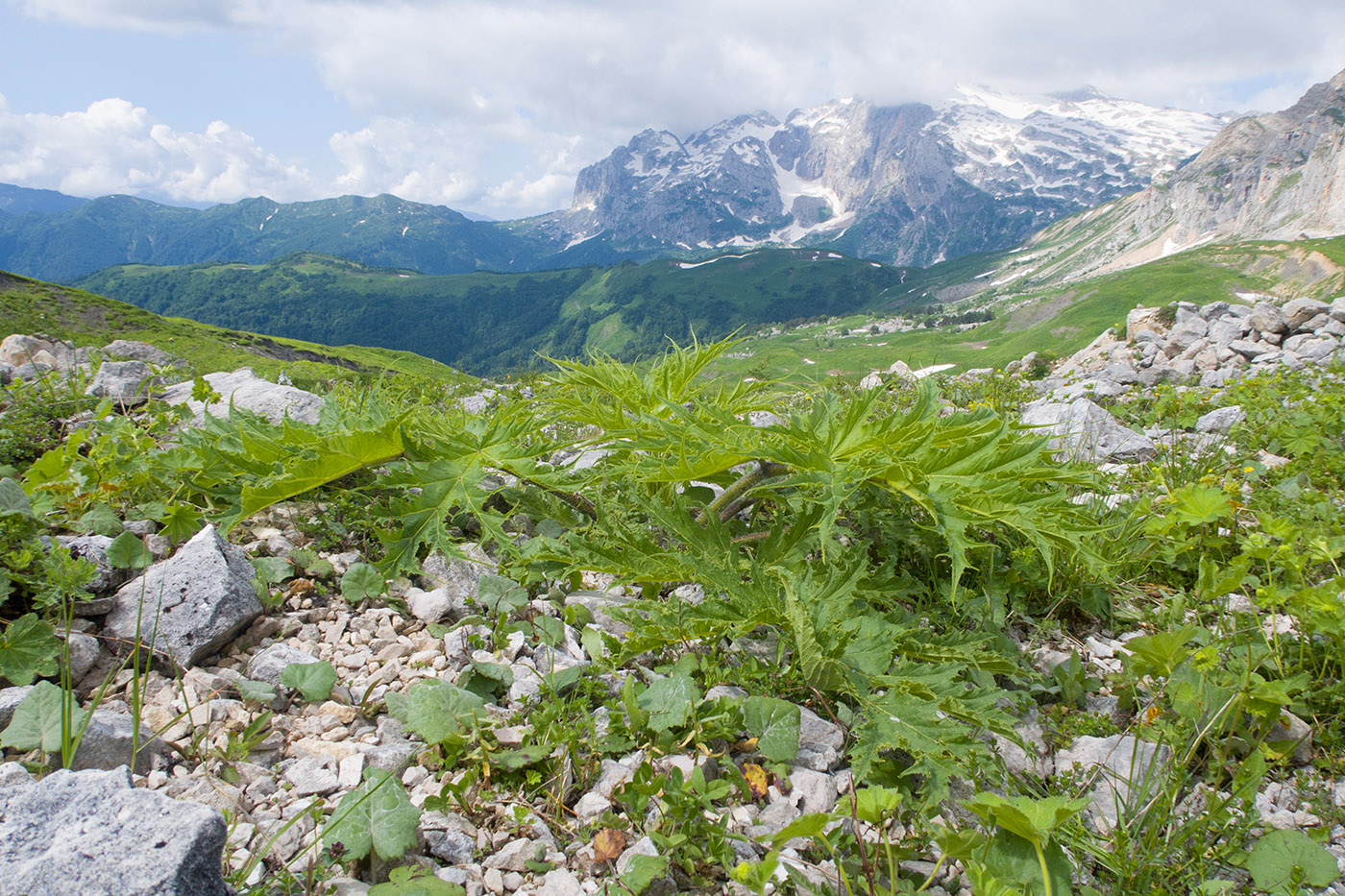 Image of Heracleum freynianum specimen.