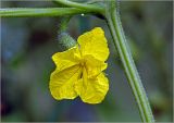 Cucumis sativus. Цветок с завязью плода и каплей росы на лепестке. Московская обл., Раменский р-н, окр. дер. Хрипань, садовый участок. 23.07.2023.