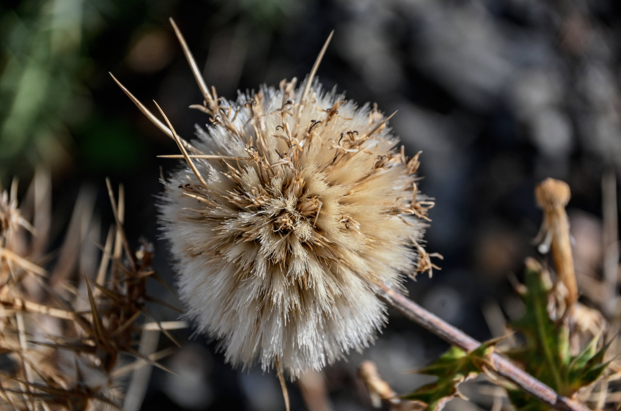 Image of Echinops spinosissimus ssp. spinosus specimen.