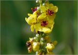 Verbascum nigrum. Часть соцветия с раскрывшимися цветками, завязями и бутонами. Московская обл., Раменский р-н, окр. ж.-д. платформы Хрипань, просека под ЛЭП, разнотравье. 26.07.2023.