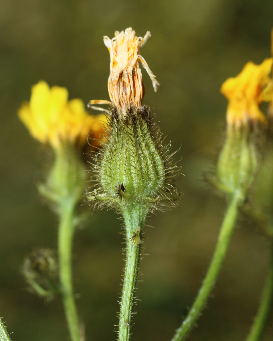 Изображение особи Crepis tectorum.