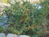 Pyracantha coccinea. Плодоносящее растение. Краснодар, парк \"Краснодар\", Японский сад, в культуре. 01.01.2024.