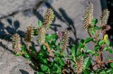 genus Salix. Верхушки ветвей с соплодиями. Красноярский край, Таймырский Долгано-Ненецкий р-н, плато Путорана, водопад Китабо-Орон, каменистый склон. 26.07.2023.