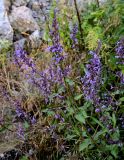 Nepeta grandiflora. Цветущее растение. Северная Осетия, Алагирский р-н, Куртатинское ущелье, Кадаргаванский каньон, каменистый участок лугового склона. 23.07.2022.