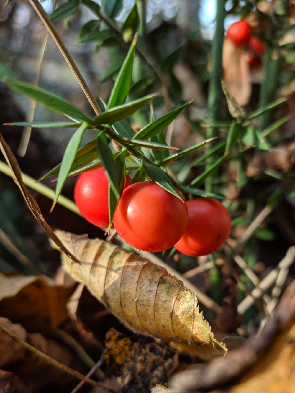 Изображение особи Ruscus aculeatus.