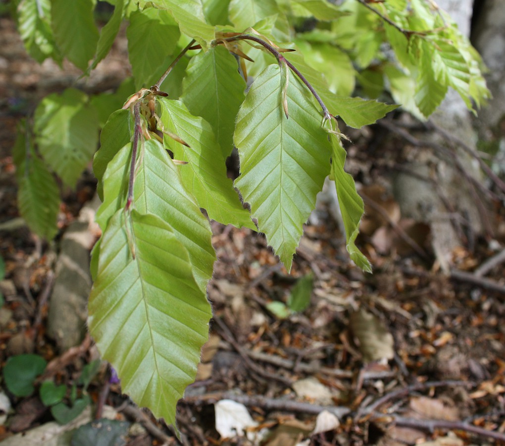 Image of Fagus &times; taurica specimen.