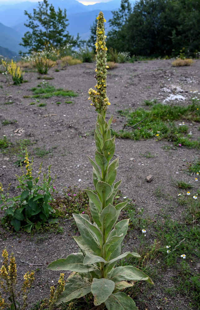 Image of Verbascum thapsus specimen.