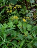 Bupleurum longiradiatum. Верхушка цветущего растения. Сахалин, Макаровский гор. округ, бухта Тихая, приморский луг. 16.08.2022.