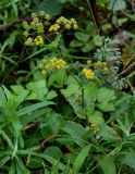 Bupleurum longiradiatum