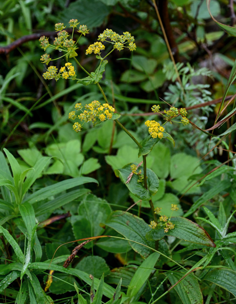 Image of Bupleurum longiradiatum specimen.