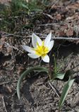 Tulipa biflora. Цветущее растение. Крым, окр. Феодосии, Лисья бухта, пустынно-степная терраса. 20 марта 2024 г.