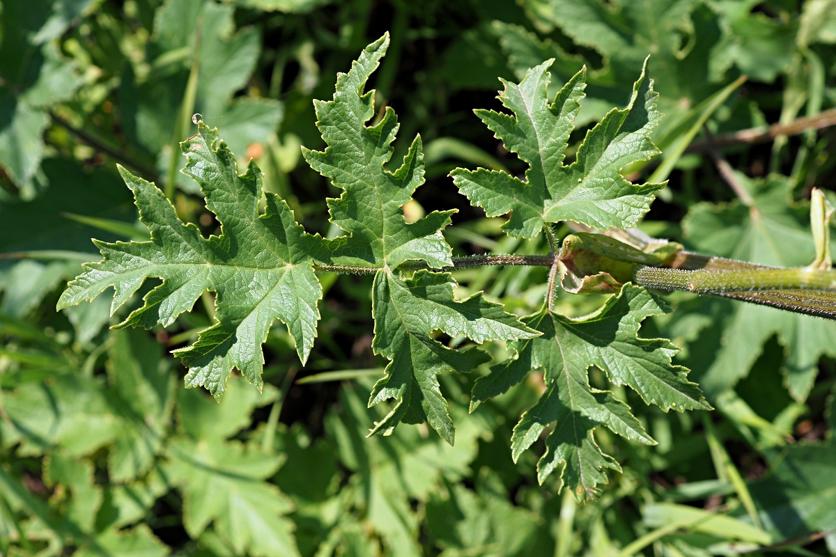 Image of Heracleum sibiricum specimen.