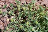 Medicago rigidula. Плодоносящее растение. Узбекистан, Ташкентская обл., зап. отроги Чаткальского хр. над ж.-д. ст. Ходжикент, каменисто-щебнистый склон. 14.05.2024.