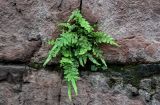 Pteris vittata