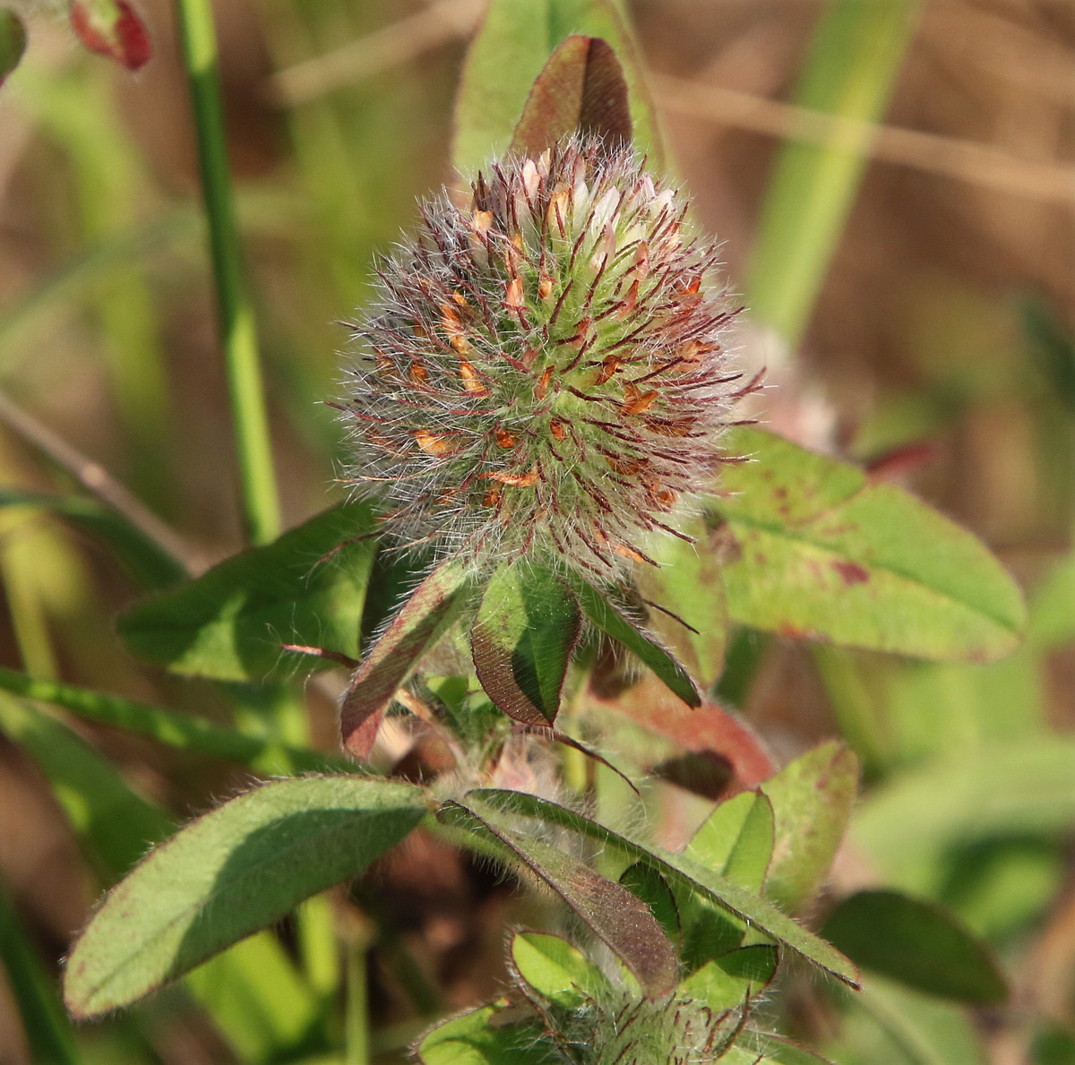 Image of Trifolium diffusum specimen.