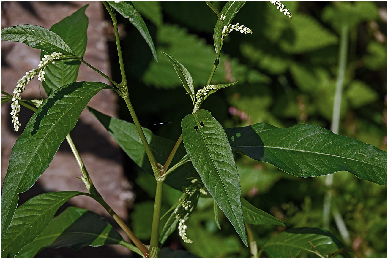 Image of Persicaria lapathifolia specimen.