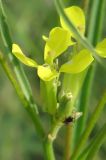 Erysimum canescens