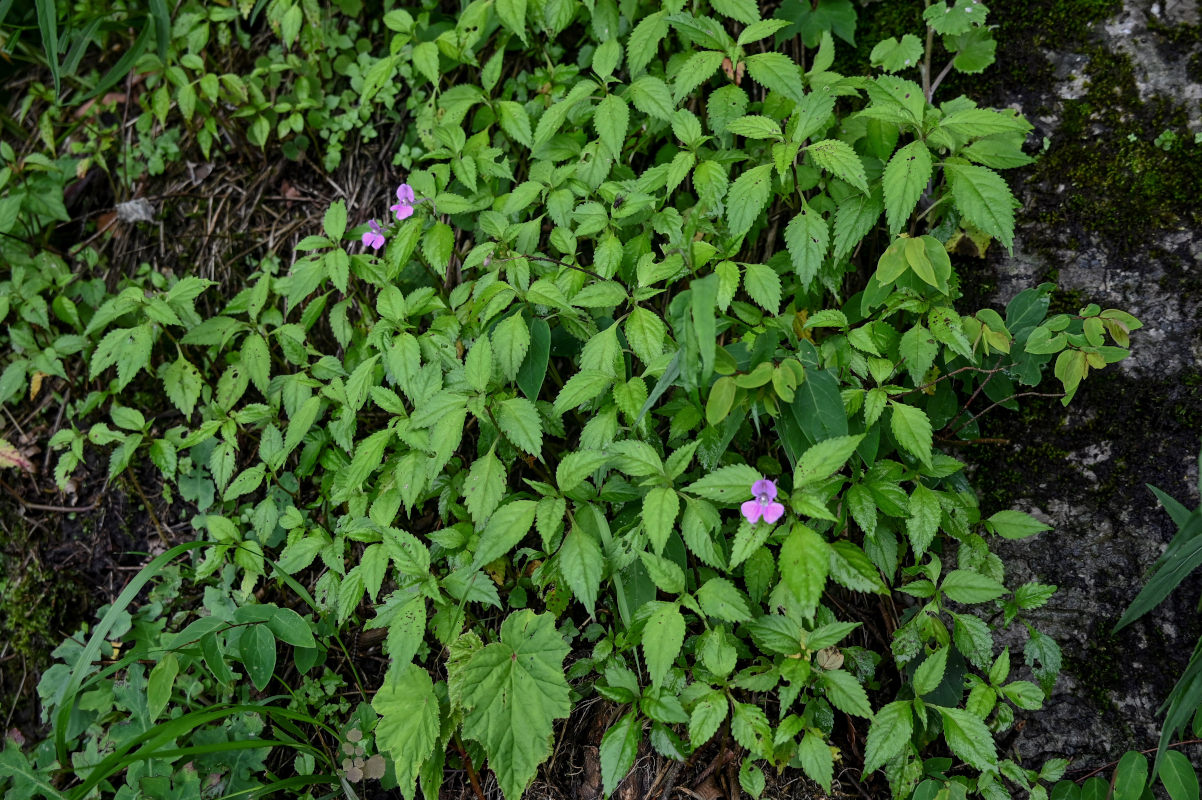 Изображение особи Impatiens blepharosepala.