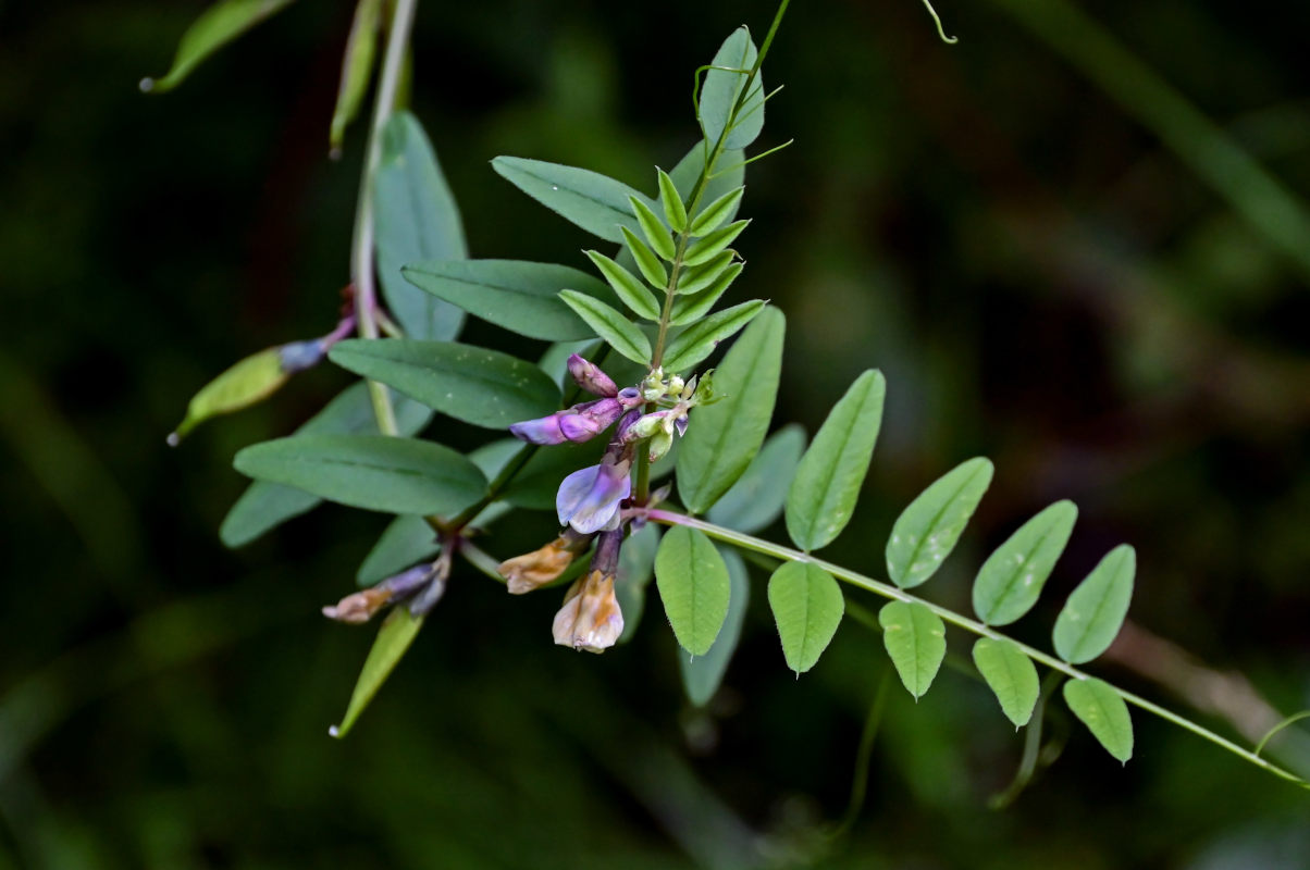 Изображение особи Vicia sepium.