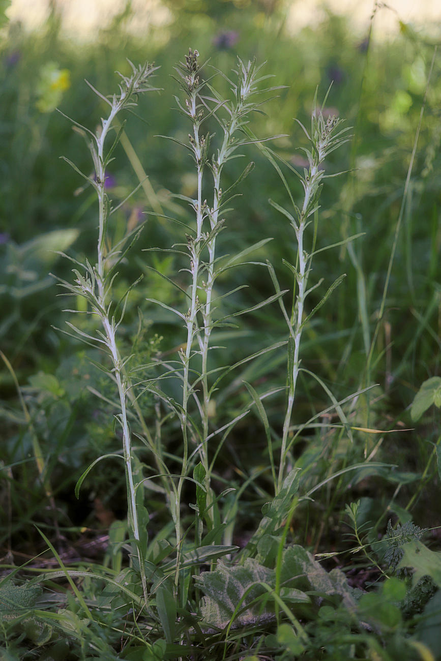 Image of Omalotheca sylvatica specimen.