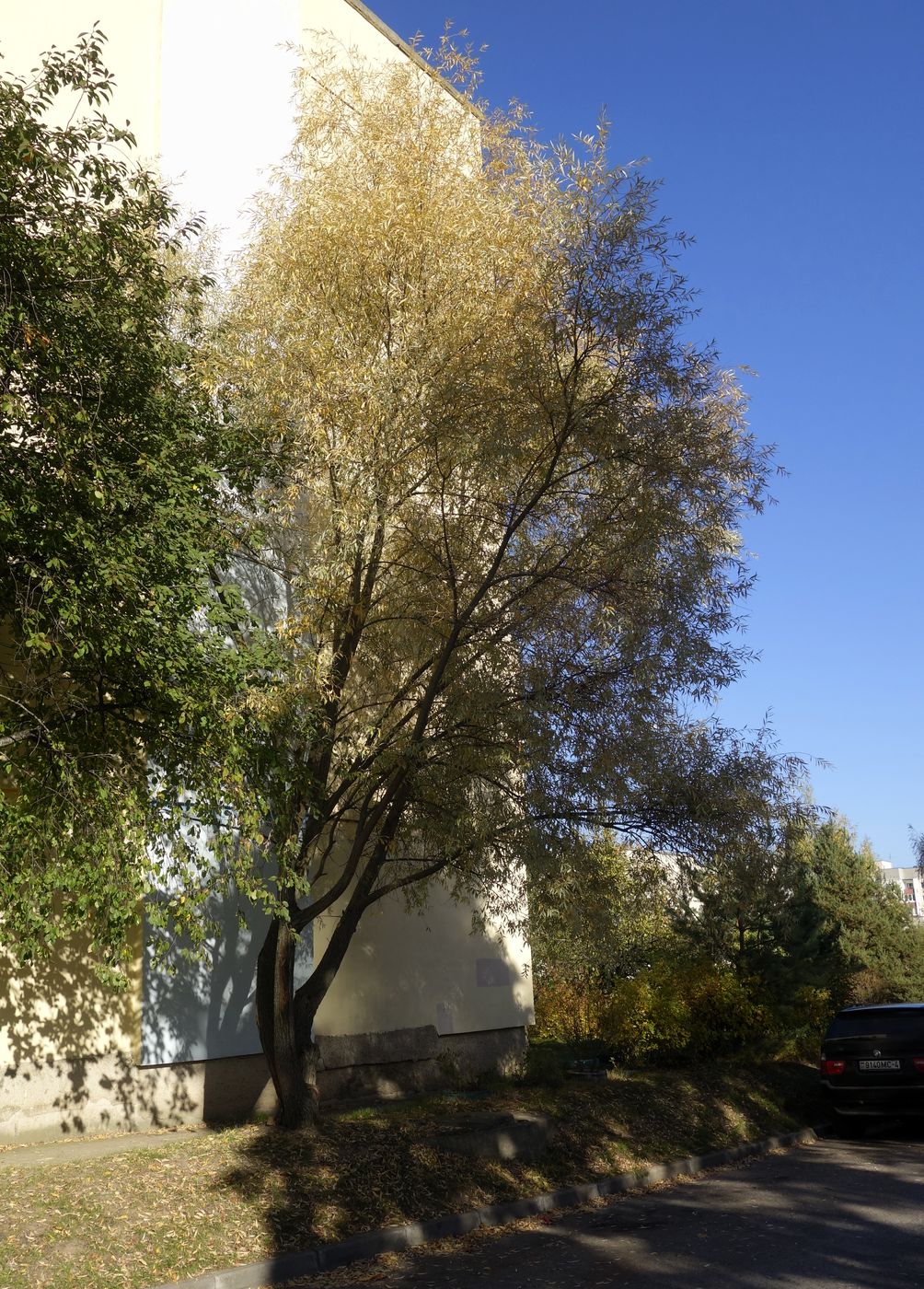 Image of Salix alba specimen.