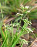 Poa annua