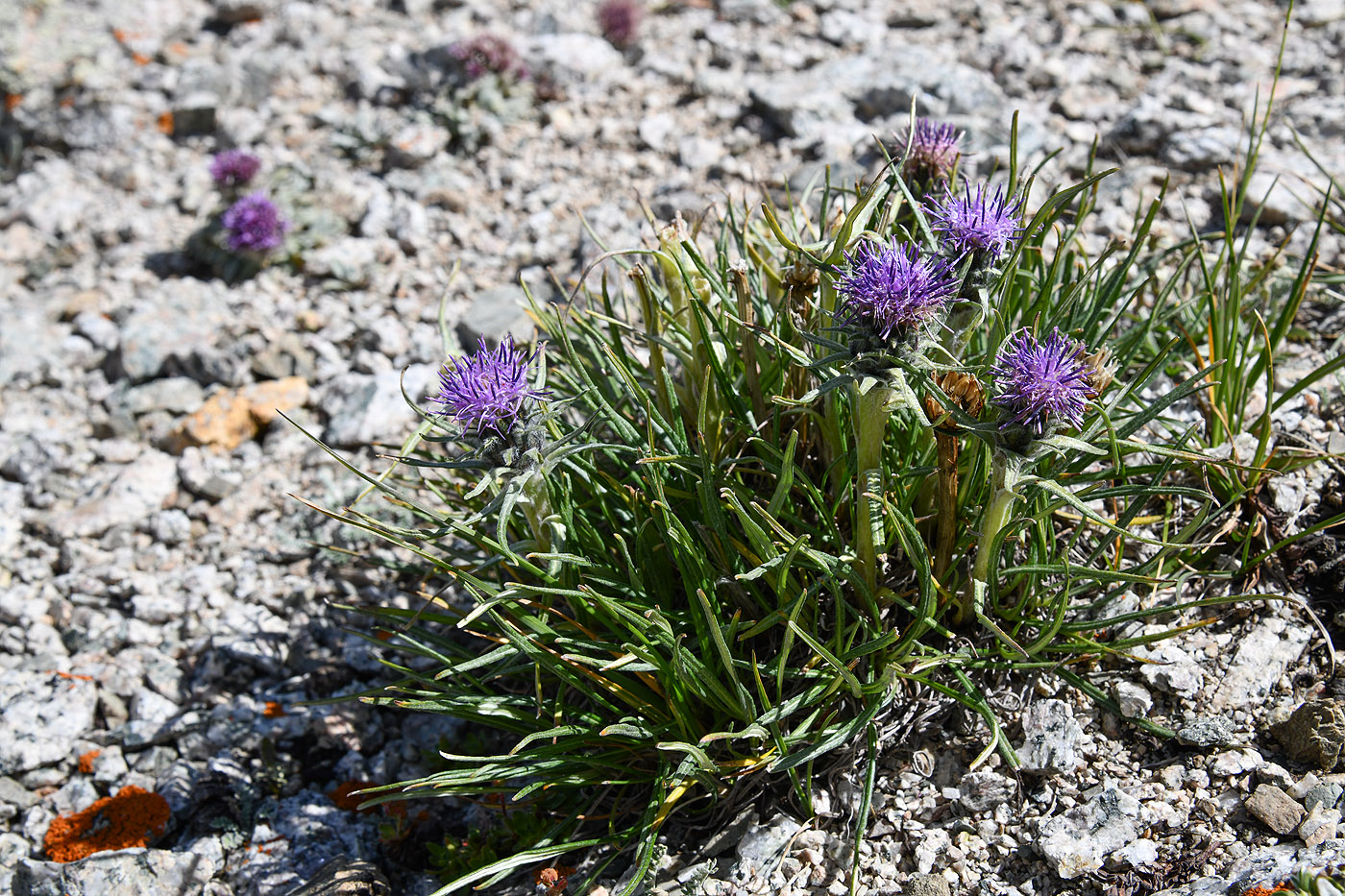 Image of Saussurea leucophylla specimen.