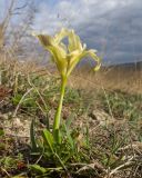 Iris pumila