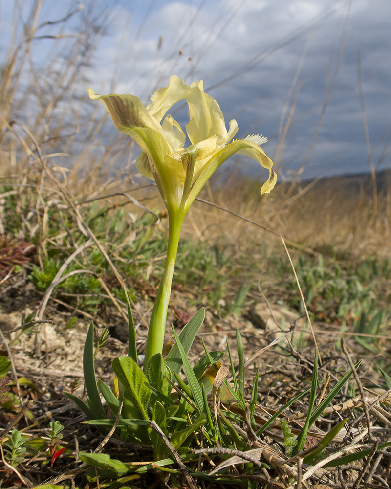 Image of Iris pumila specimen.