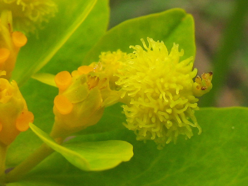 Image of Euphorbia lingulata specimen.