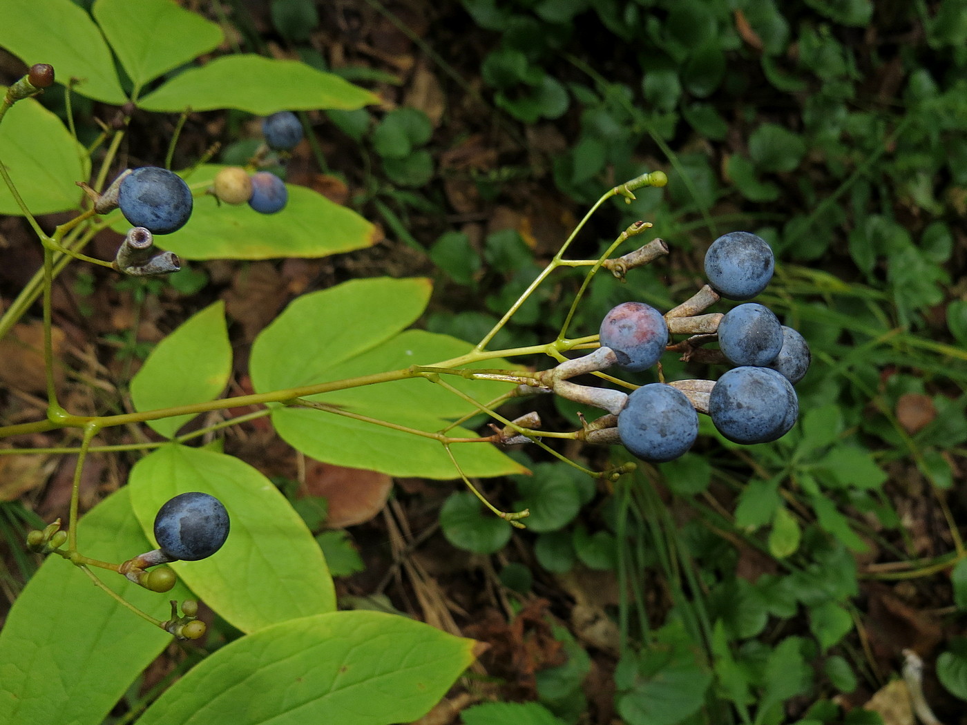 Image of Caulophyllum robustum specimen.