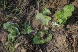 Arctium tomentosum. Отрастающие после зимовки растения с молодыми листьями. Свердловская обл., Нижнетагильский р-н, окр. камня Столбы, пойменный луг. 02.05.2025.