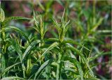 Veronica longifolia. Верхушки молодых побегов. Московская обл., Раменский р-н, окр. дер. Хрипань, садовый участок. 12.05.2025.