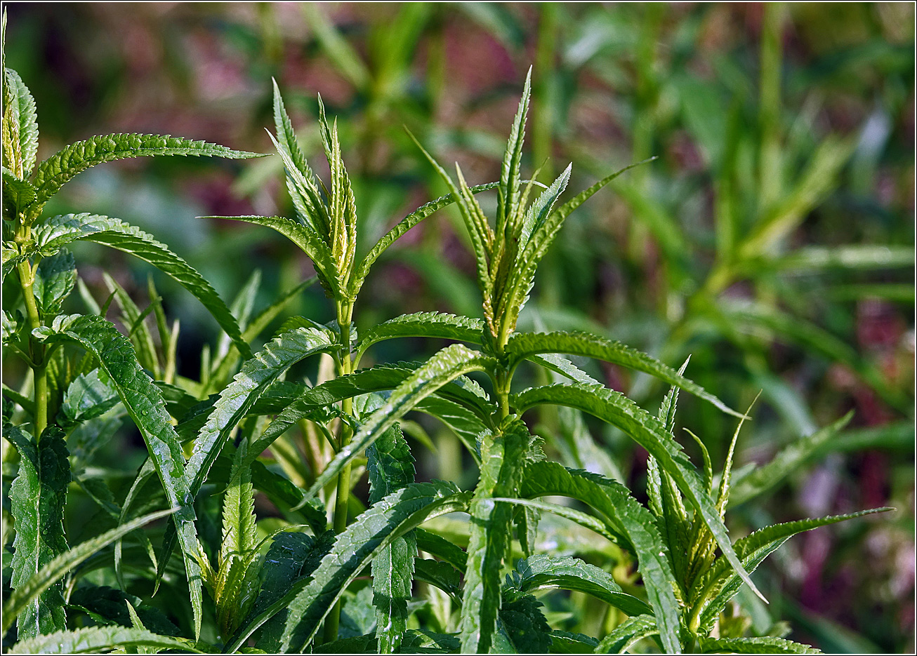 Image of Veronica longifolia specimen.
