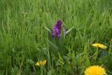Dactylorhiza euxina