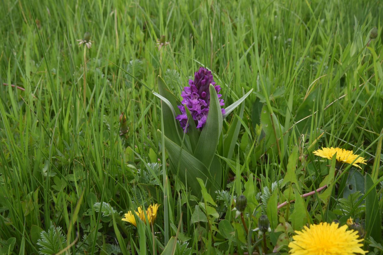 Изображение особи Dactylorhiza euxina.