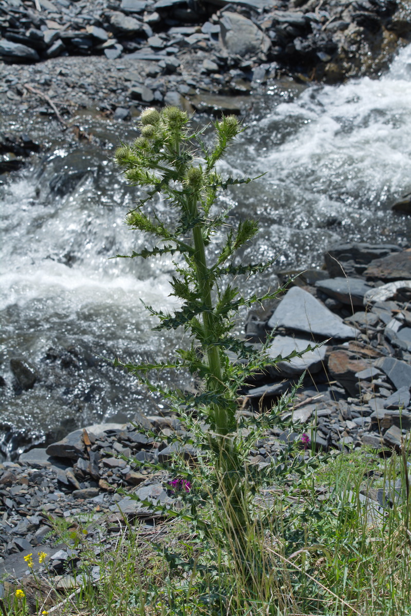 Image of Cirsium echinus specimen.