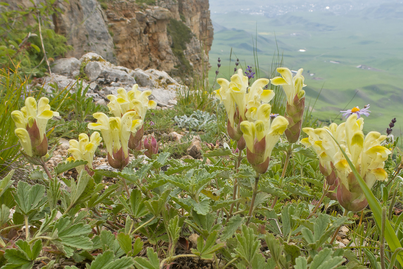 Изображение особи Scutellaria polyodon.