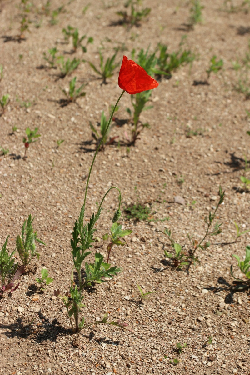 Изображение особи Papaver rhoeas.