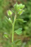 Veronica hederifolia