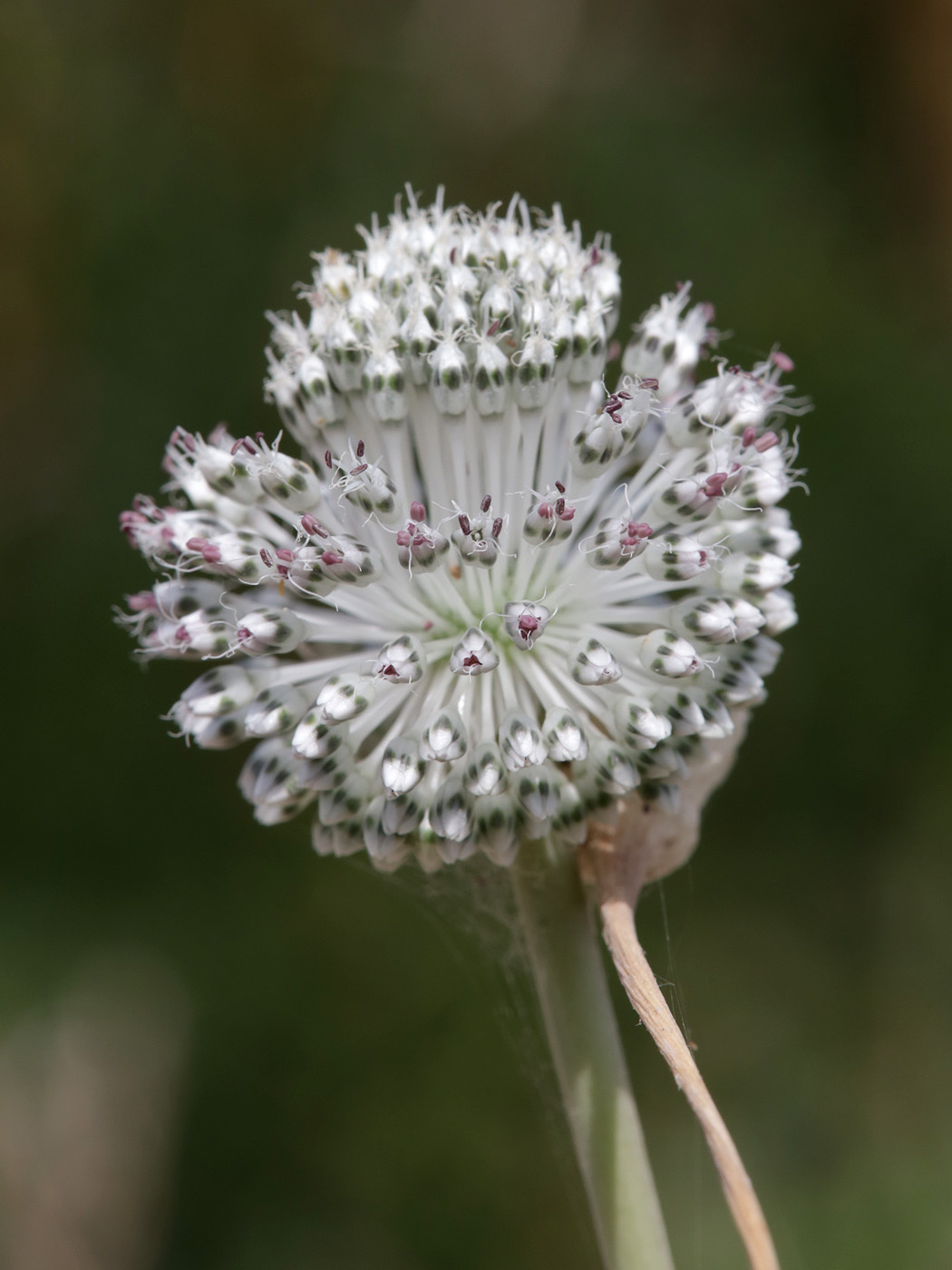 Image of Allium guttatum specimen.