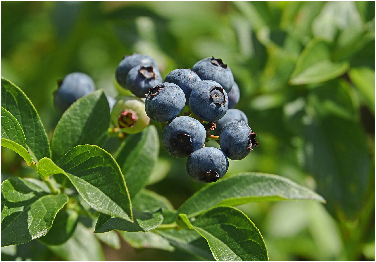 Image of Vaccinium corymbosum specimen.