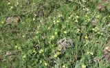 Vicia hybrida. Цветущие растения на лугу. Израиль, Голанские высоты, гора Бенталь. 22.03.2008.