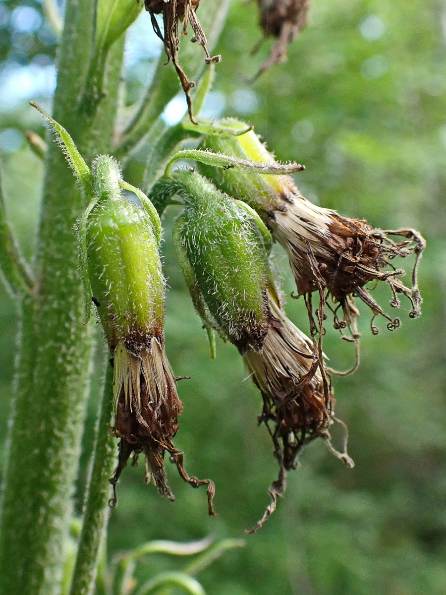 Изображение особи Parasenecio hastatus ssp. orientalis.