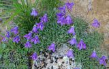 genus Campanula. Цветущее растение. Карачаево-Черкесия, Малокарачаевский р-н, гора Малый Бермамыт, каменистый склон. 25.07.2025.