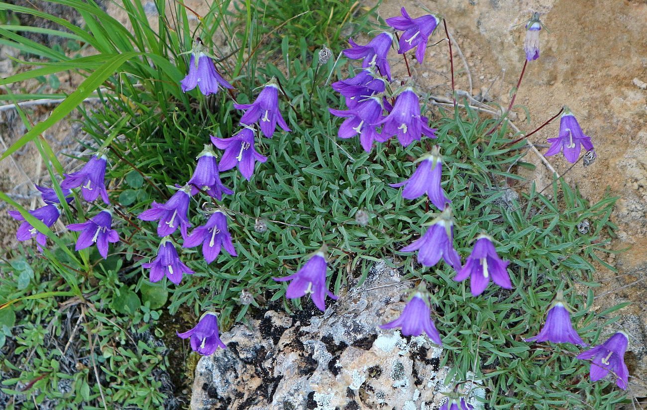 Image of genus Campanula specimen.