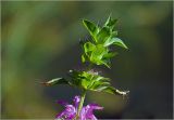 Monarda citriodora. Верхушка побега с соцветием. Московская обл., Раменский р-н, окр. дер. Хрипань, садовый участок. 10.09.2025.
