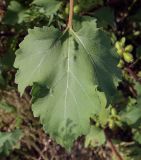 Xanthium orientale. Лист. Татарстан, Агрызский р-н, с. Красный Бор, пустырь. 05.08.2025.