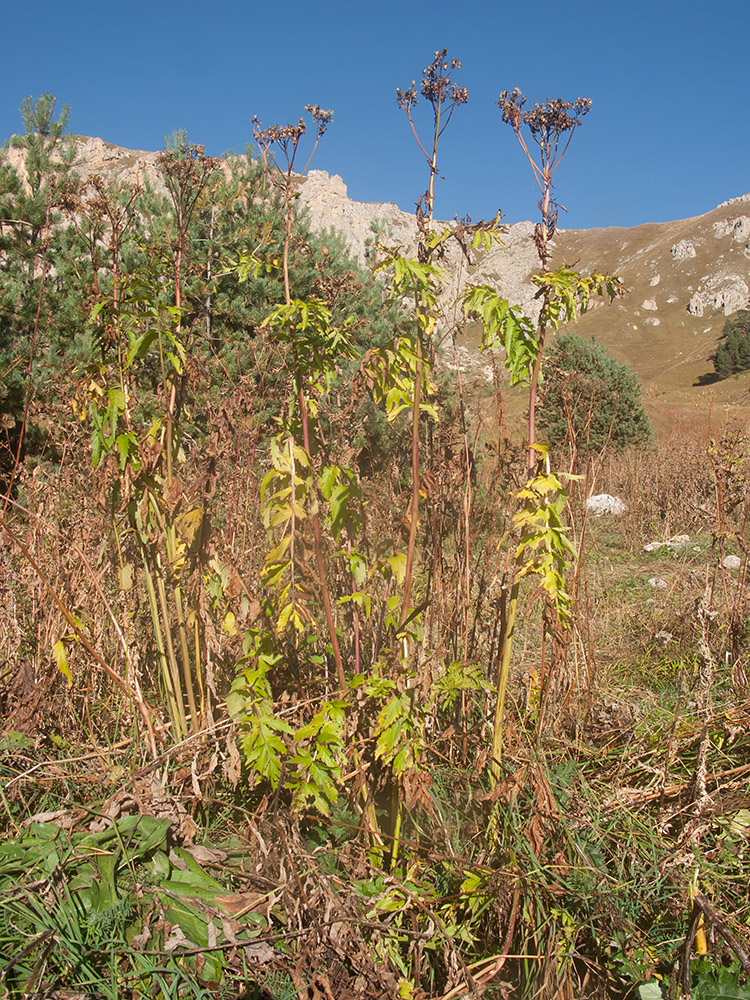 Image of Senecio othonnae specimen.