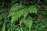 Athyrium filix-femina